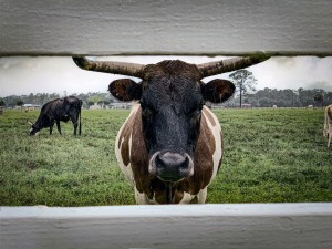 Bull